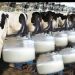 Nigeria to begin milk exportation within Africa — Shettima