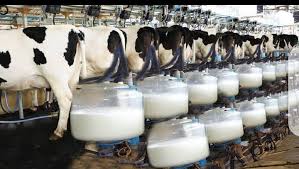 Nigeria to begin milk exportation within Africa — Shettima