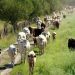 Tinubu approves ministry of livestock rehabilitation