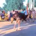 Animals in Maiduguri Zoo dead as a result of flood