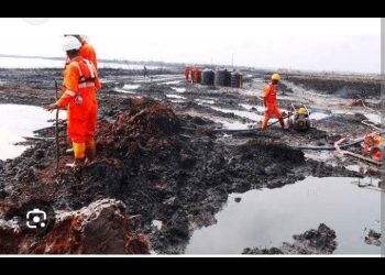 Ogoni Oil-Degraded Mangrove Restoration 75% Completed – HYPREP