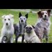 Fire kills dozens of dogs in northern Japan 