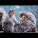 New study shows monkeys infected by Ebola get cured by pills