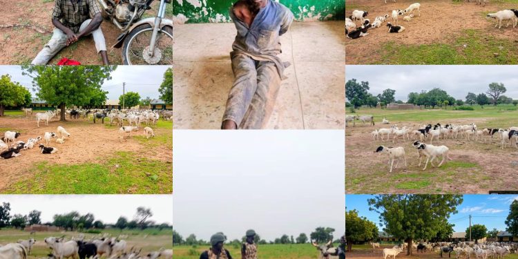 Troops Foil Bandits’ Attack, Recover 97 Cattle and 50 Sheep in Kano