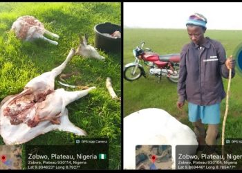 Troops Investigate Suspected Cattle Poisoning in Plateau Community