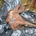 Suspects Lead Troops to Shallow Grave of Slain Imo Community Leader