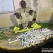 Troops Intercept Courier With 180 Explosives, Neutralise Terrorists in Zamfara