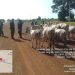 Troops Rescue Two Kidnap Victims, Recover 94 Rustled Animals in Kaduna, Kano