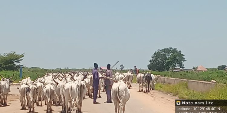 Troops foil cattle rustling, recover over 500 cattle in Kaduna