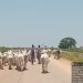 Troops foil cattle rustling, recover over 500 cattle in Kaduna